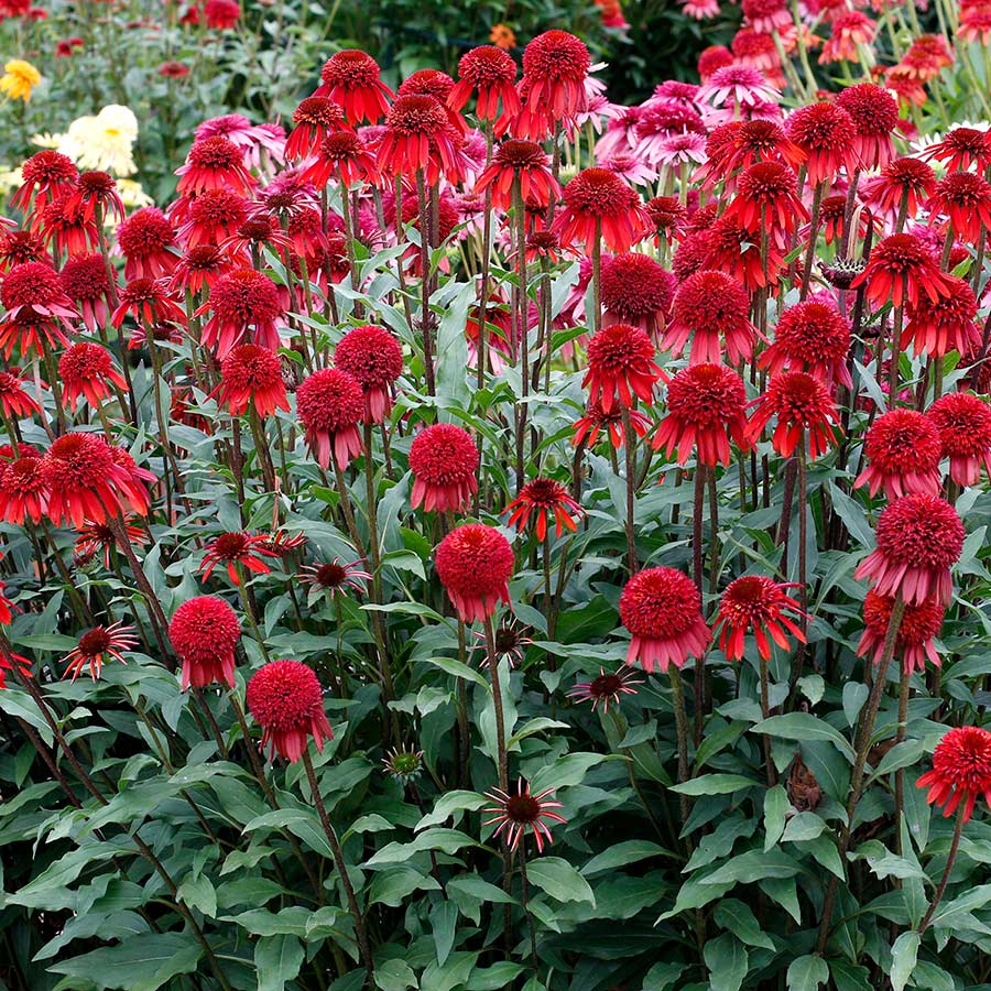 Echinacea ‘Meteor Red’ ®