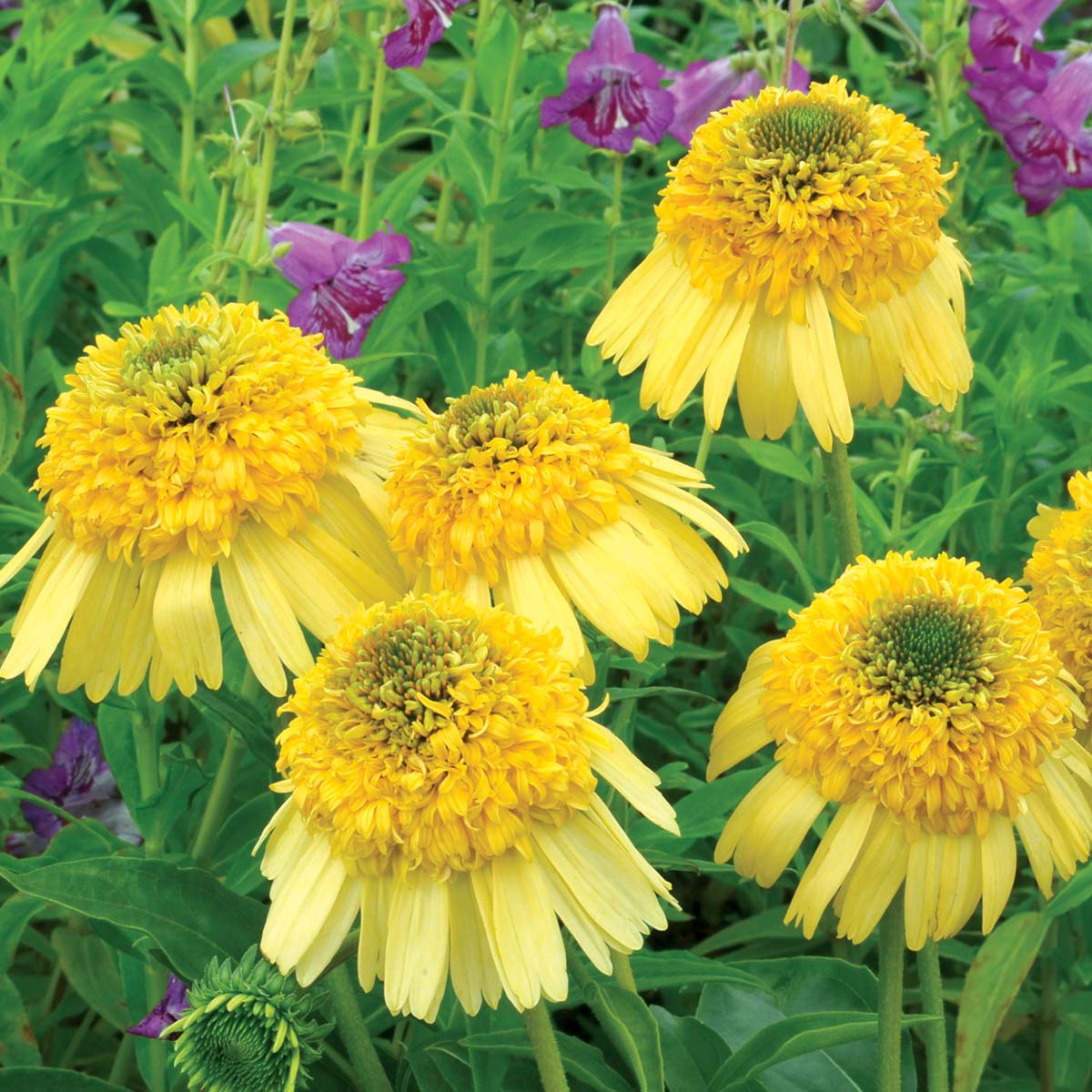 Echinacea ‘Meteor Yellow’ ®