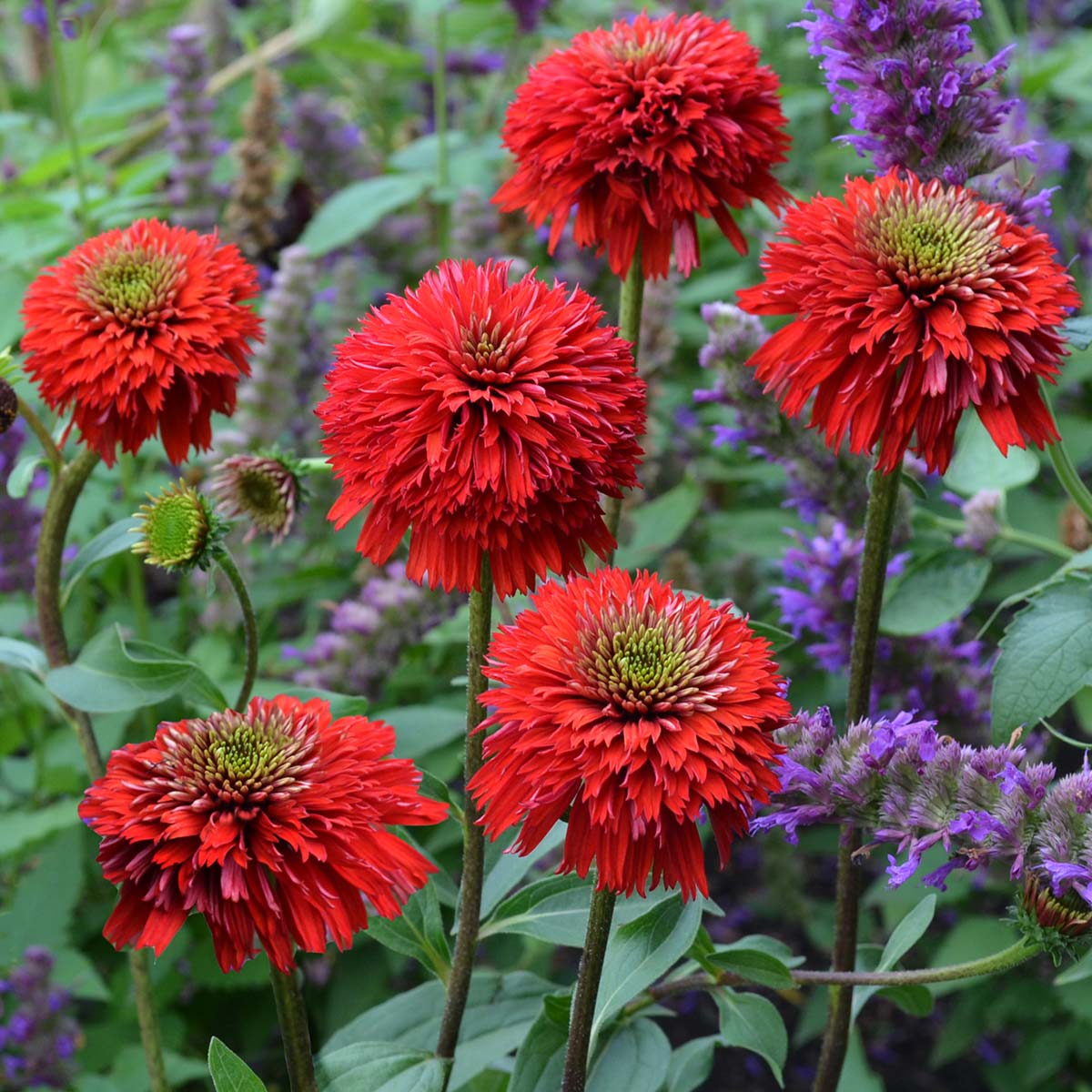 Echinacea ‘Secret Love’ ®