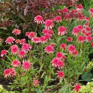 Echinacea ‘Secret Passion’ ®