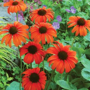 Echinacea ‘Tangerine Dream’ ®