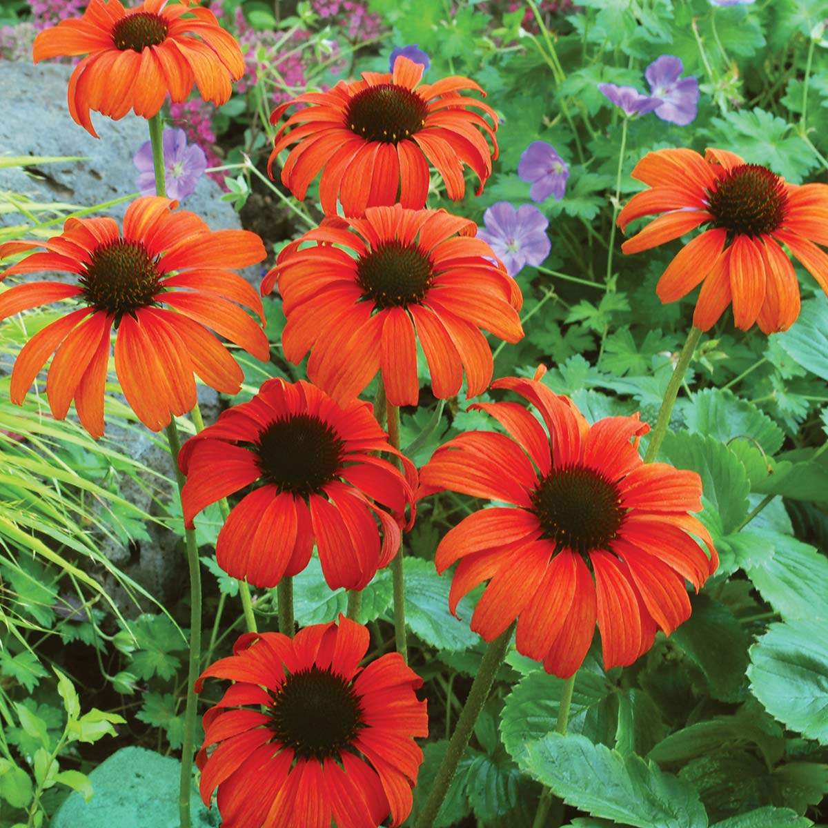 Echinacea ‘Tangerine Dream’ ®