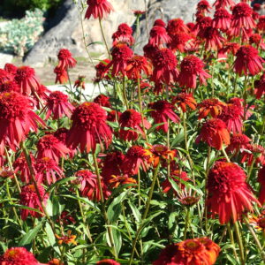 Echinacea ‘Hot Papaya’ ® – foto della pianta