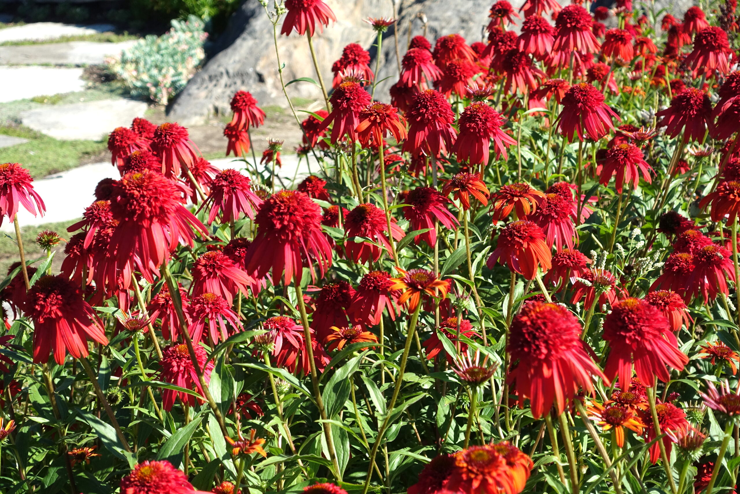 Echinacea ‘Hot Papaya’ ® – foto della pianta