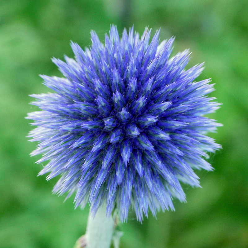 Echinops ritro ‘Veitch's Blue’