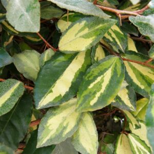 Elaeagnus pungens Maculata – VASO 24 – foto illustrativa della varietà
