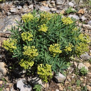 Euphorbia characias ssp. ‘Wulfenii’ (E. veneta) – foto della pianta
