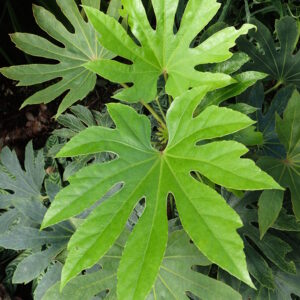 Fatsia ‘Spider's Web’ ® – foto della pianta