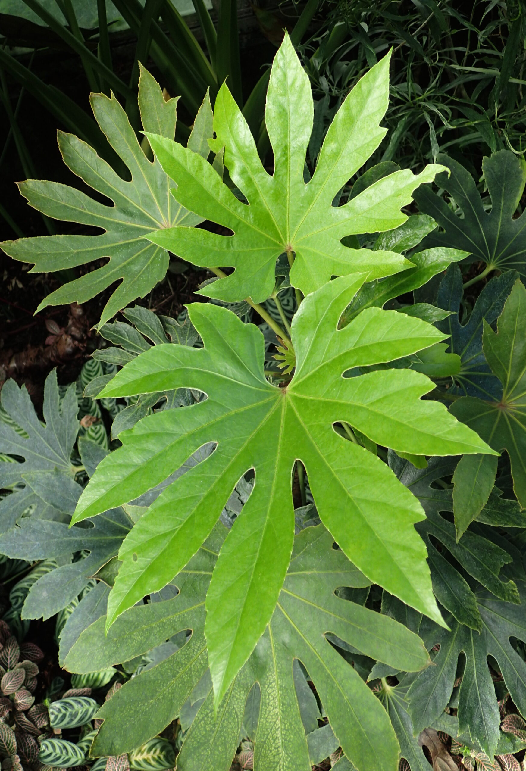 Fatsia ‘Spider's Web’ ® – foto della pianta