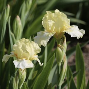 Iris germanica ‘Sangreal’ – foto della pianta