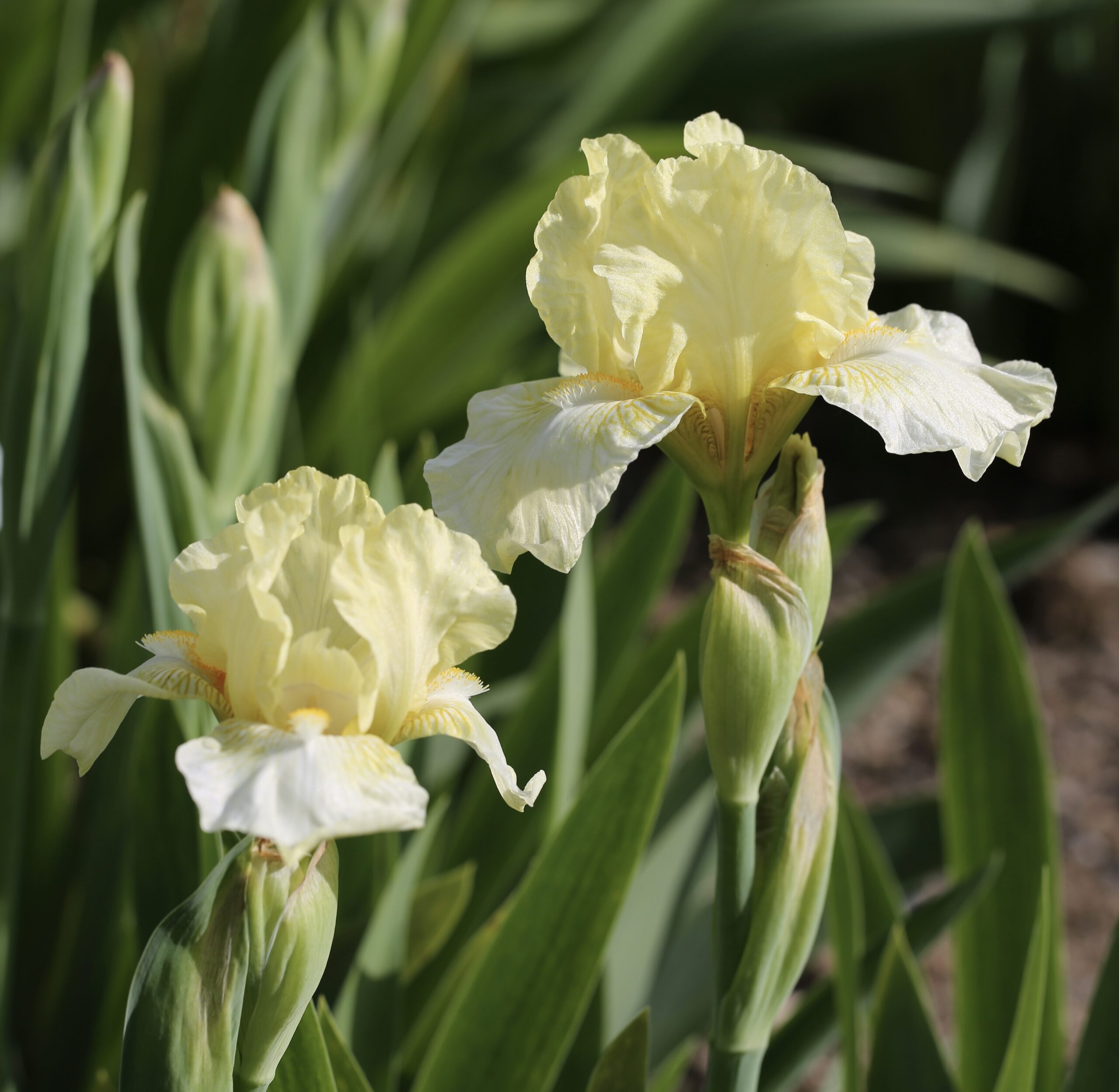 Iris germanica ‘Sangreal’ – foto della pianta