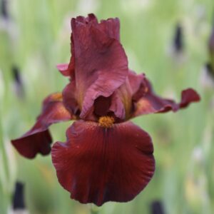 Iris germanica ‘Sultan's Palace’ – foto della pianta