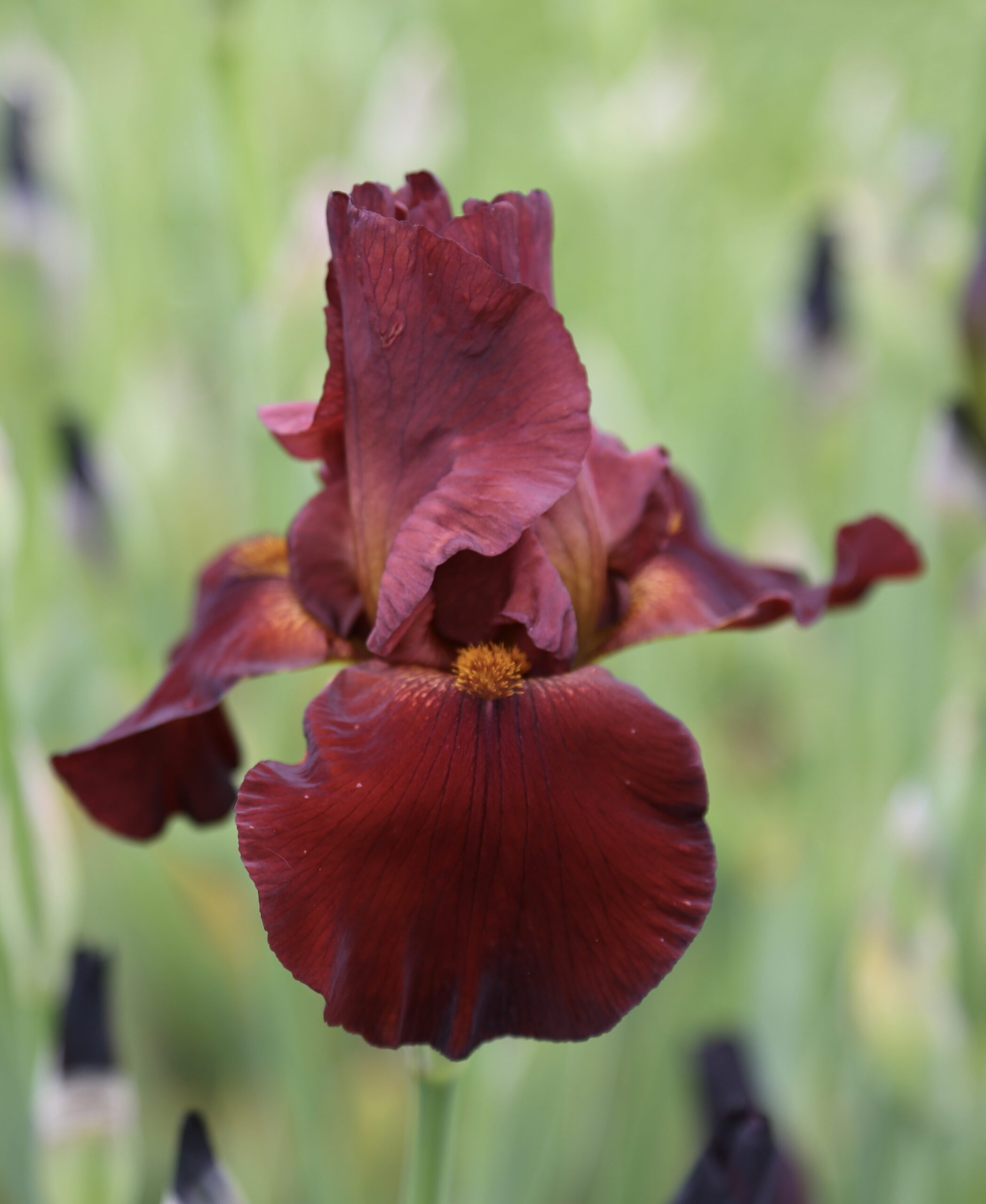 Iris germanica ‘Sultan's Palace’ – foto della pianta