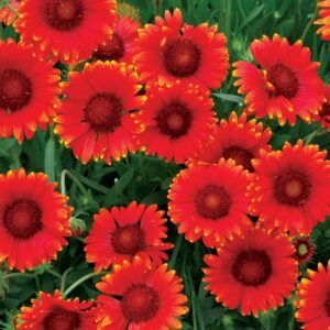 Gaillardia ‘Red Sun’ ®