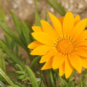 Gazania hybrida – foto della pianta