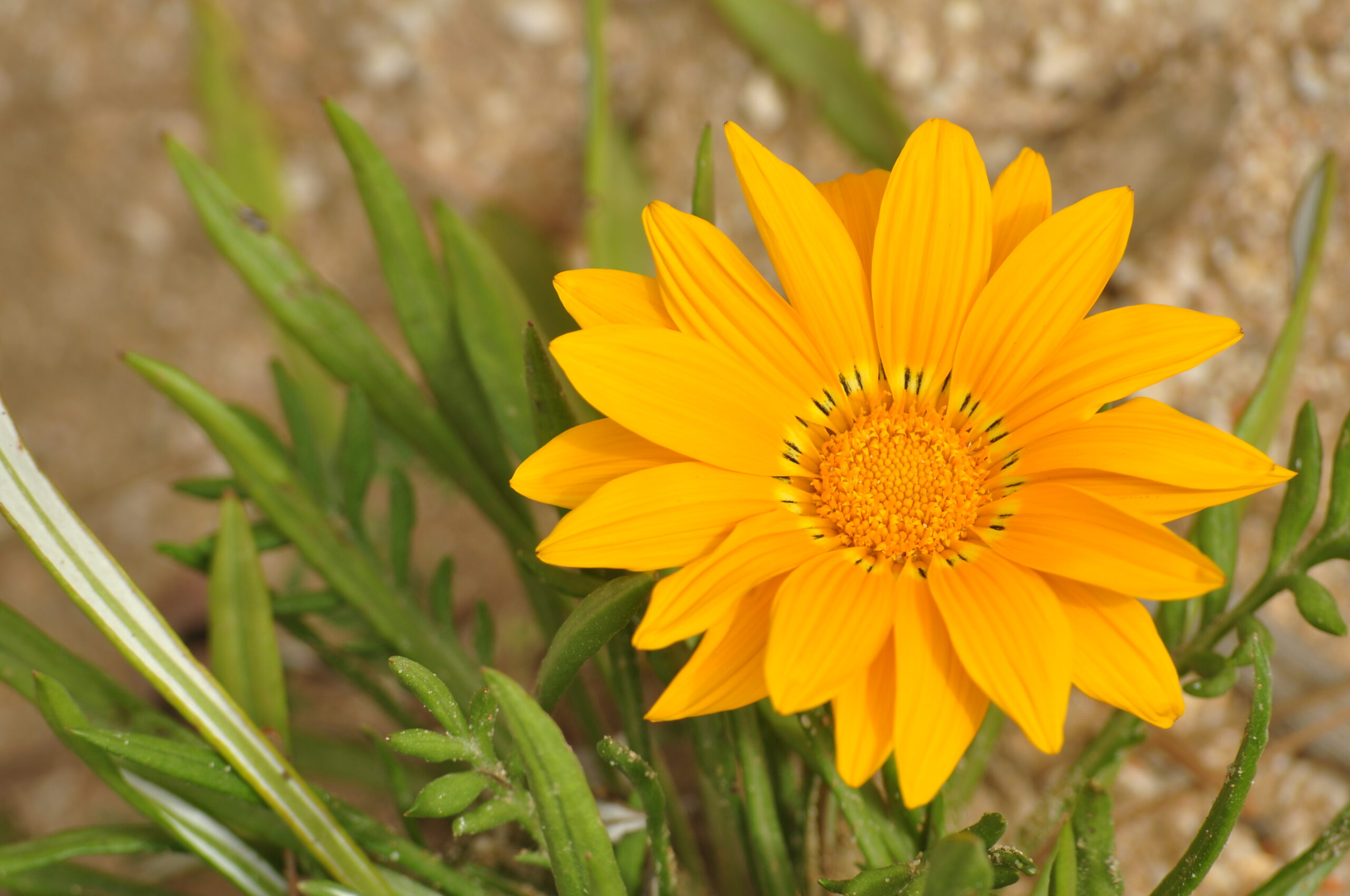 Gazania hybrida – foto della pianta