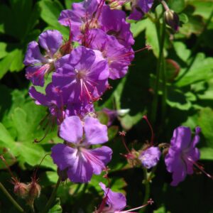 Geranium x cantabrigiense ‘Cambridge’ – foto della pianta