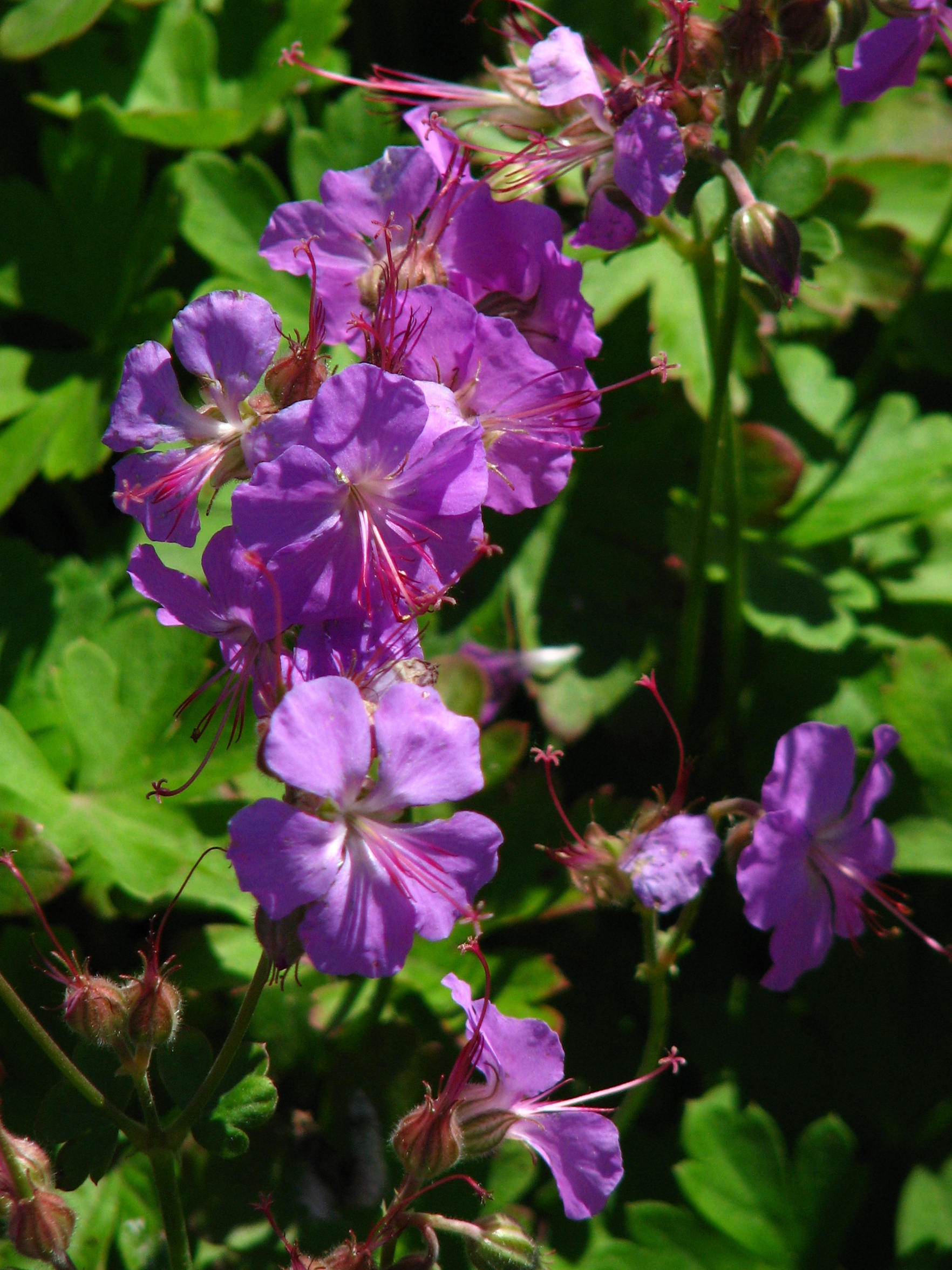 Geranium x cantabrigiense ‘Cambridge’ – foto della pianta