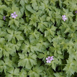 Geranium endressii – foto della pianta