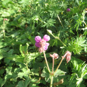 Geranium macrorrhizum ‘Bevan's variety’ – foto della pianta
