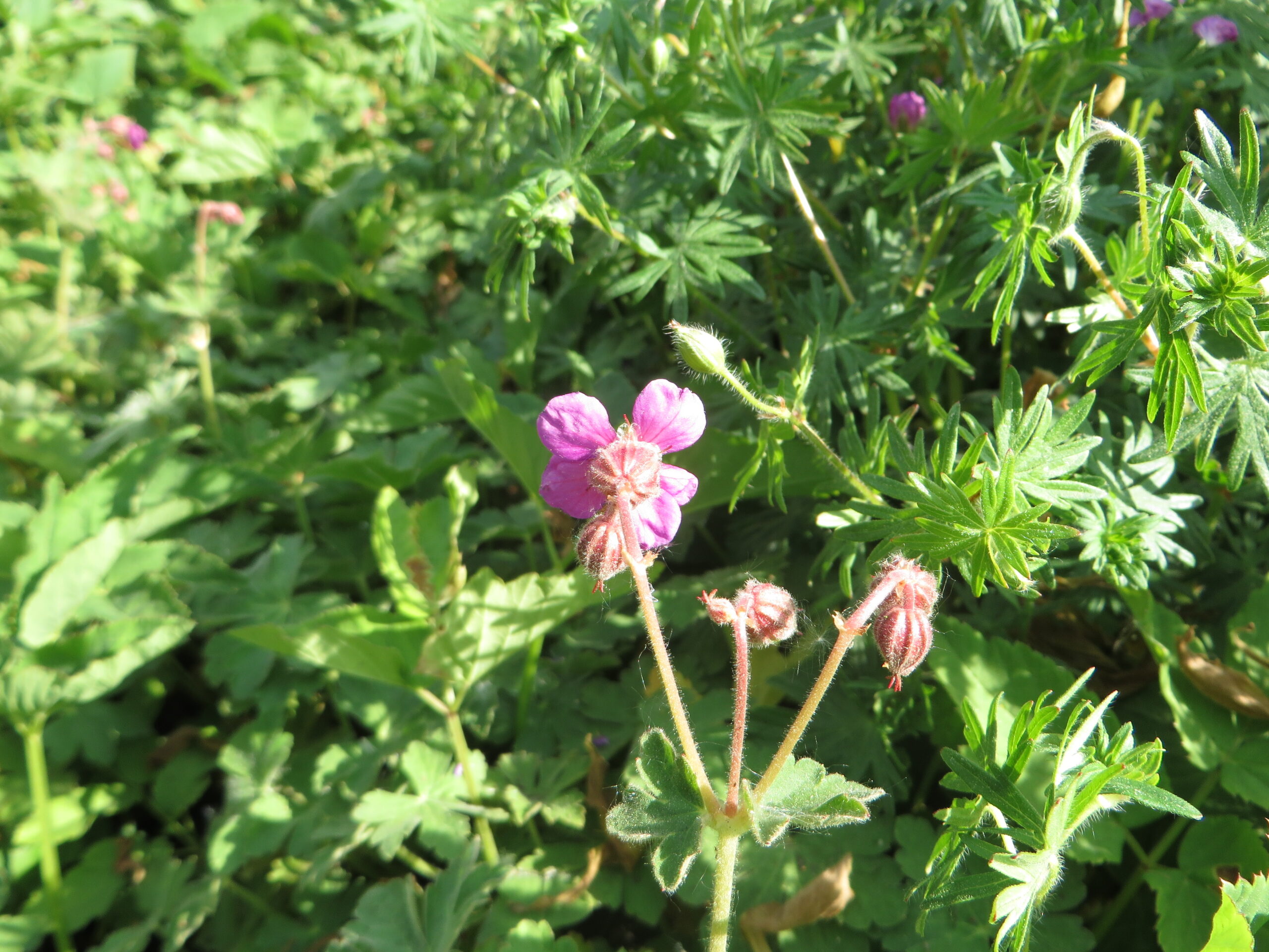 Geranium macrorrhizum ‘Bevan's variety’ – foto della pianta