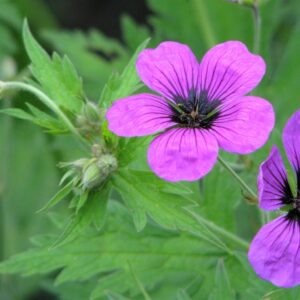 Geranium macrorrhizum ‘Ingwersen’ – foto della pianta