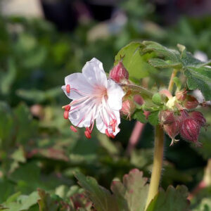 Geranium macrorrhizum ‘Spessart’ – foto della pianta