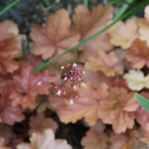 Geranium ‘Midnight Reiter’ – foto della pianta
