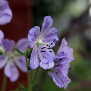 Geranium pratense ‘Mrs Kendall Clark’ – foto della pianta