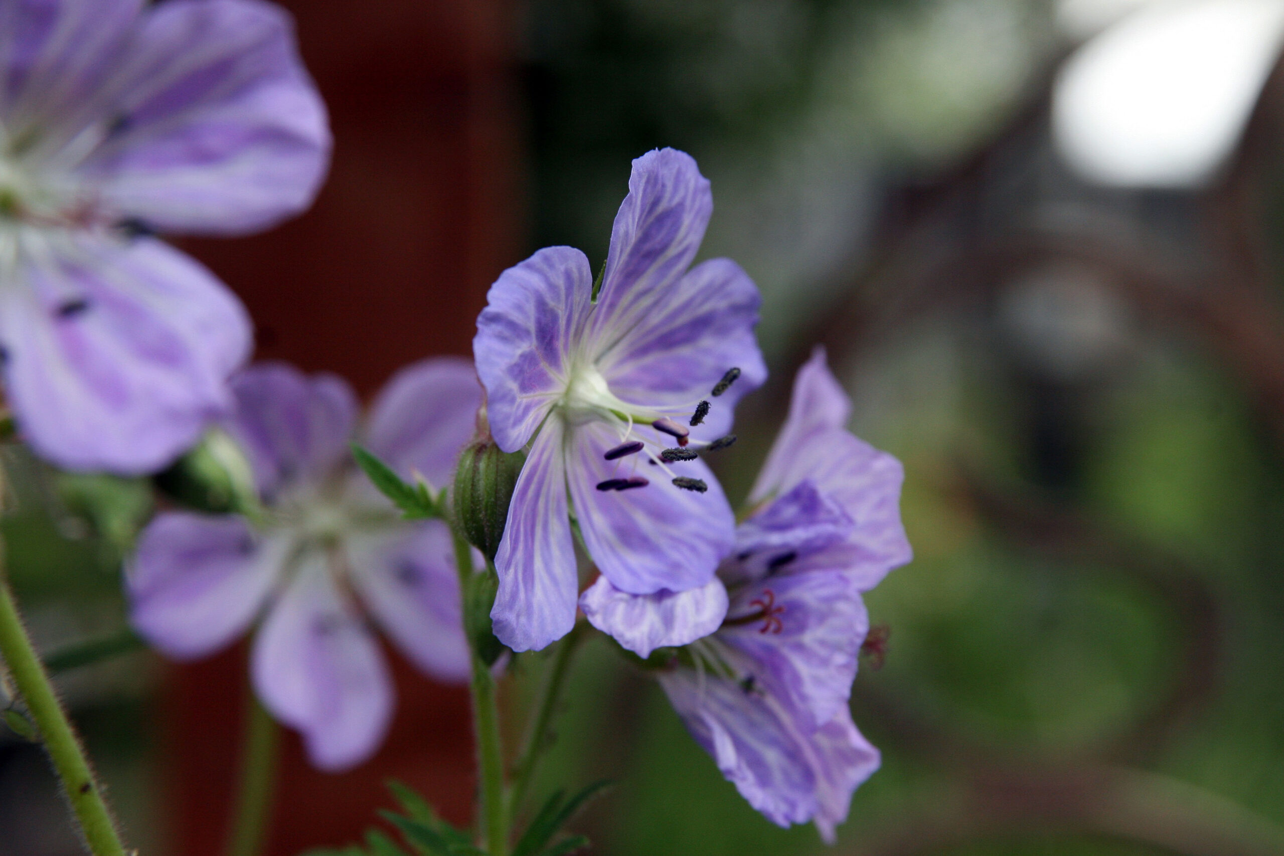 Geranium pratense ‘Mrs Kendall Clark’ – foto della pianta