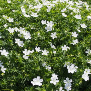 Geranium sanguineum ‘Album’ – foto della pianta