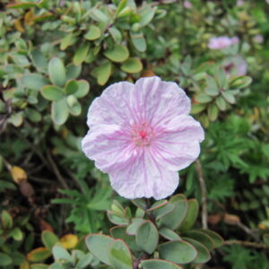 Geranium sanguineum striatum – foto della pianta
