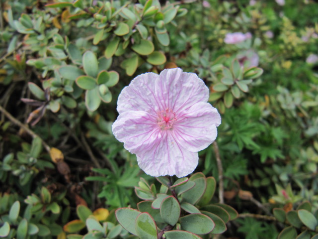 Geranium sanguineum striatum – foto della pianta