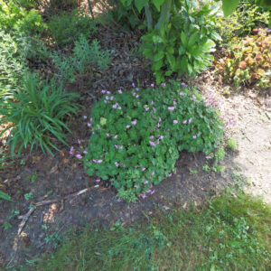 Geranium x cantabrigiense ‘Karmina’ – foto della pianta