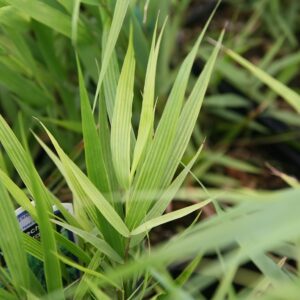 Hakonechloa macra – foto della pianta