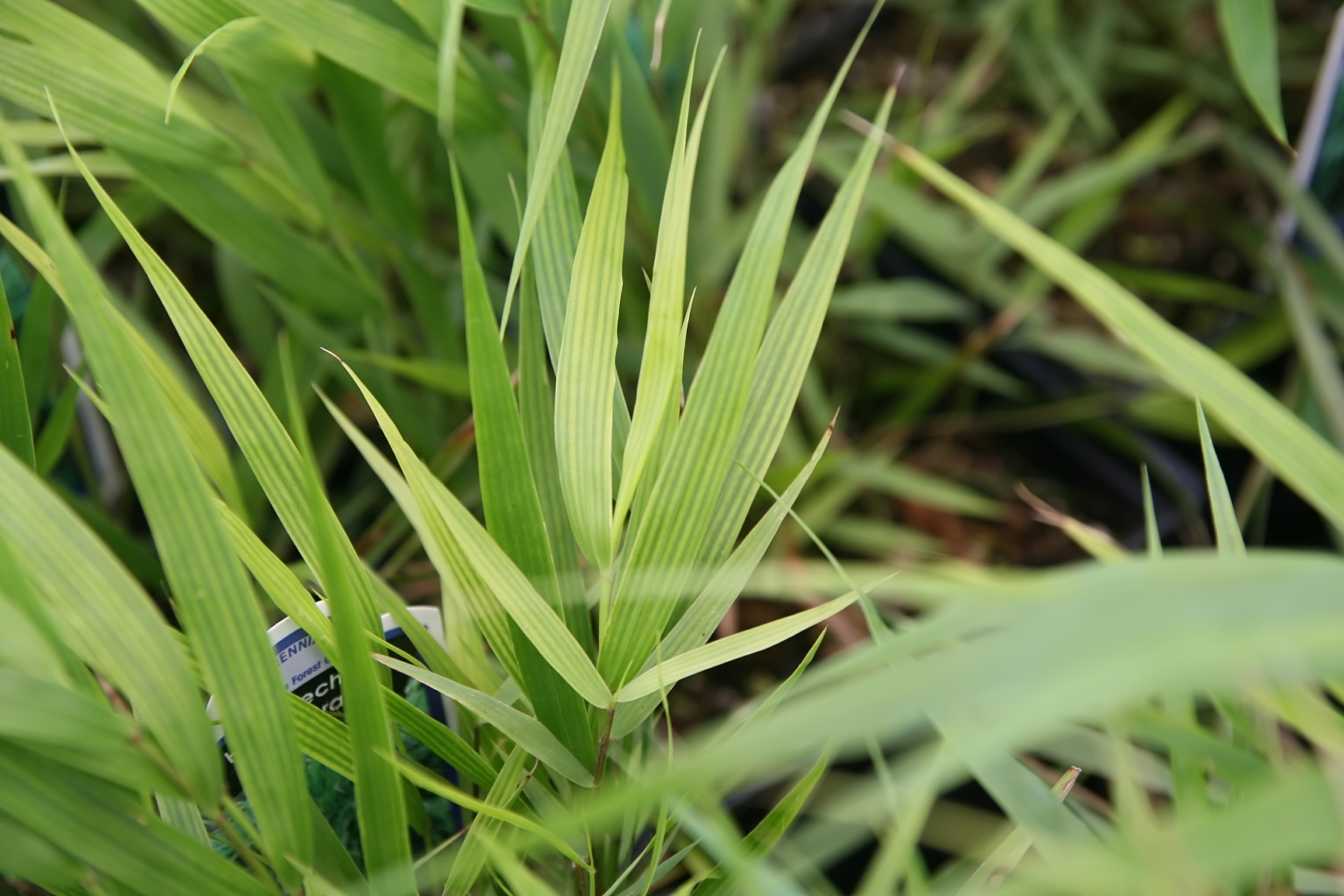 Hakonechloa macra – foto della pianta