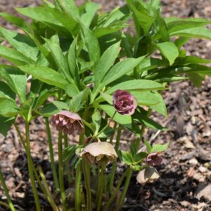 Helleborus orientalis Double Ellen ‘Pink Spotted’ – foto della pianta
