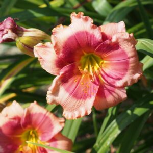 Hemerocallis ‘Dragon's Eye’ – foto della pianta