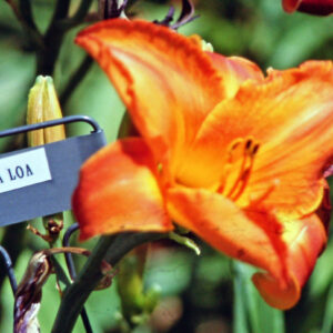 Hemerocallis ‘Mauna Loa’ – foto della pianta