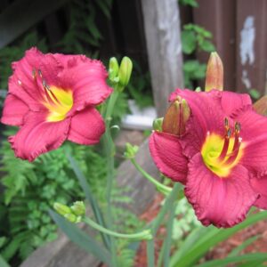 Hemerocallis ‘Pardon Me’ – foto della pianta