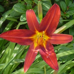 Hemerocallis ‘Sammy Russell’ – foto della pianta