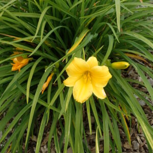 Hemerocallis ‘Stella de oro’ – foto della pianta