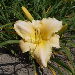 Hemerocallis ‘Arctic Snow’ – foto della pianta