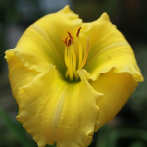 Hemerocallis ‘Siloam Amazing Grace’