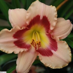 Hemerocallis ‘Wineberry Candy’ – foto della pianta