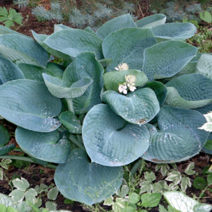 Hosta ‘Abiqua Drinking Gourd’ – foto della pianta