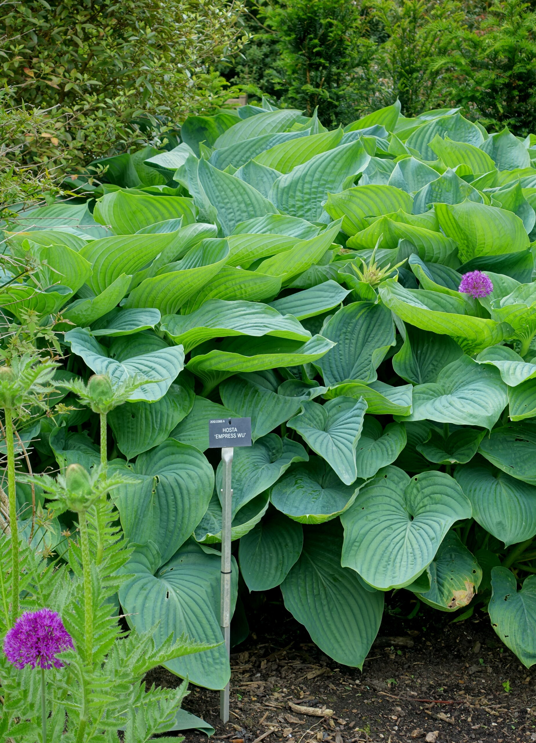 Hosta ‘Empress Wu’ ® – foto della pianta