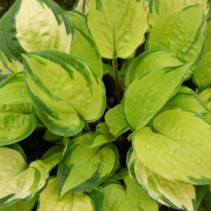 Hosta sieboldiana ‘Paradise Island’ ® – foto della pianta