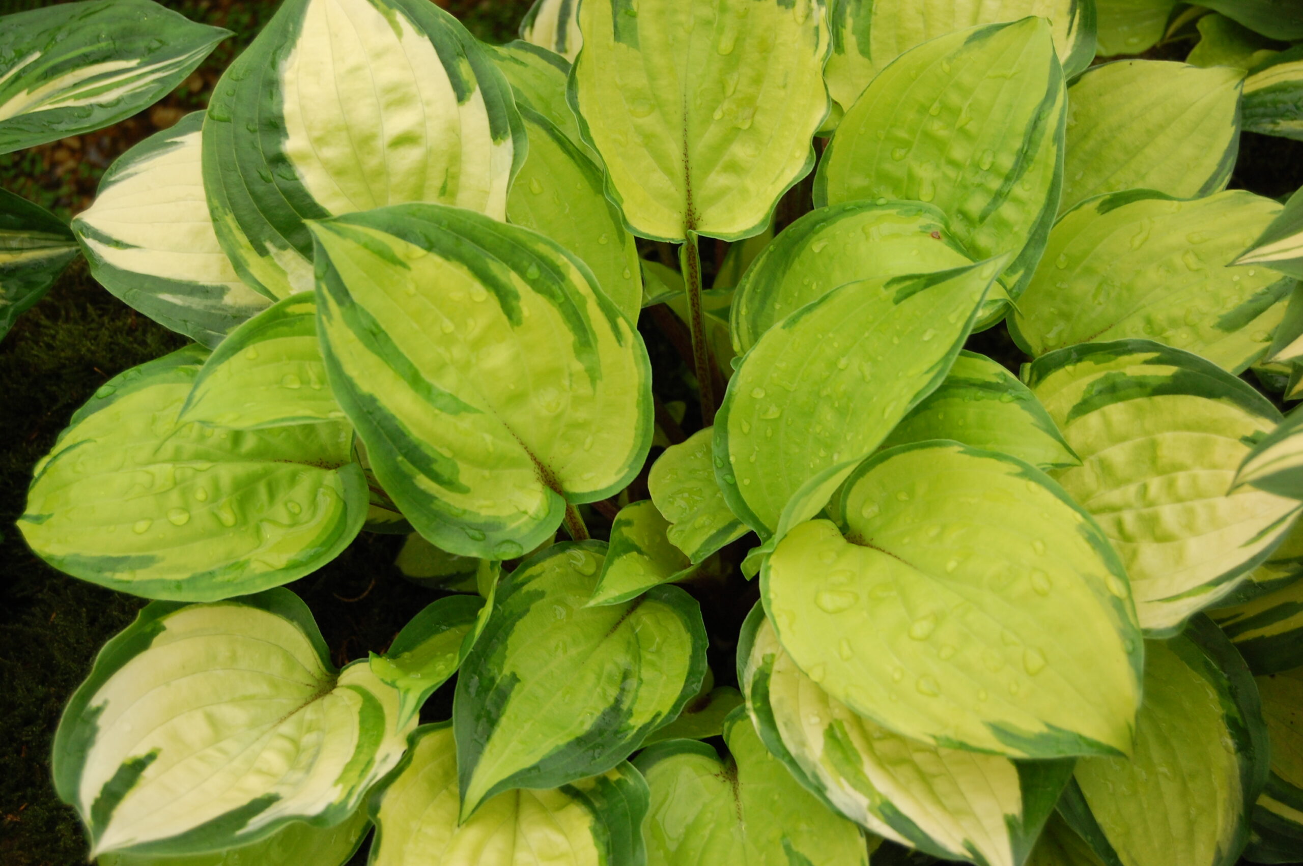 Hosta sieboldiana ‘Paradise Island’ ® – foto della pianta