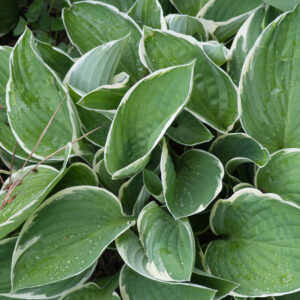 Hosta ondulata ‘Albomarginata’ – foto della pianta